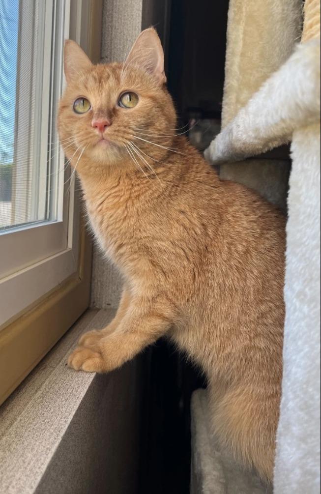 Dahlia, Adoptable, Young Female Domestic Short Hair.