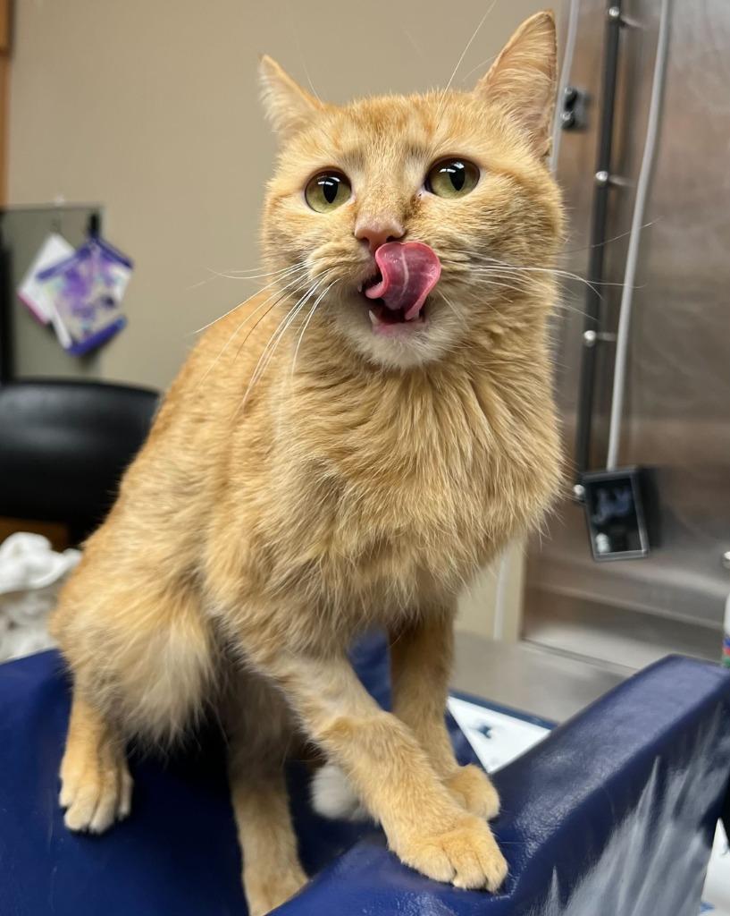 Enlarge Dahlia, a Adoptable mixed breed in Tulsa, OK image 2/6