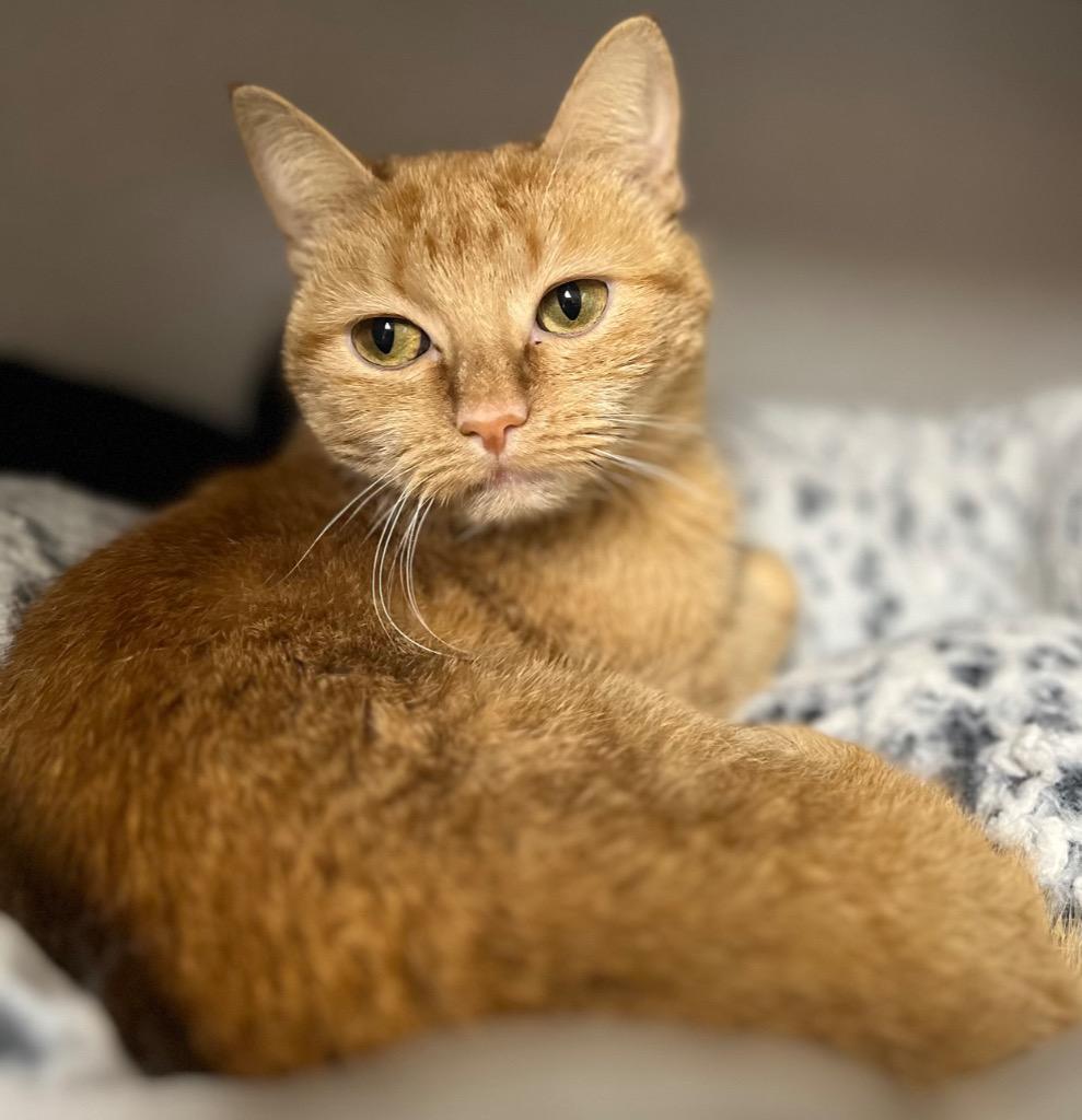 Enlarge Dahlia, a Adoptable mixed breed in Tulsa, OK image 3/6