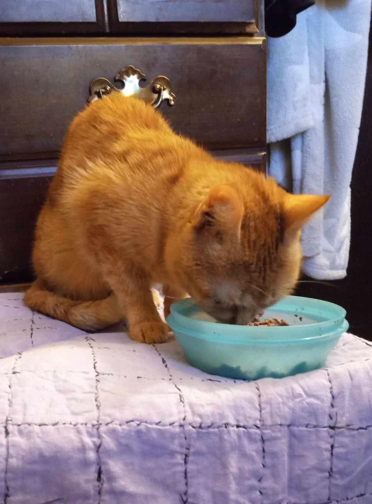 Enlarge Dahlia, a Adoptable mixed breed in Tulsa, OK image 4/6