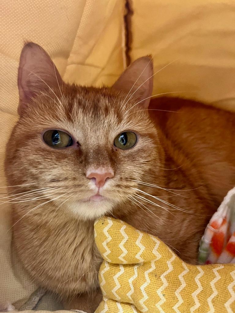 Enlarge Dahlia, a Adoptable mixed breed in Tulsa, OK image 6/6