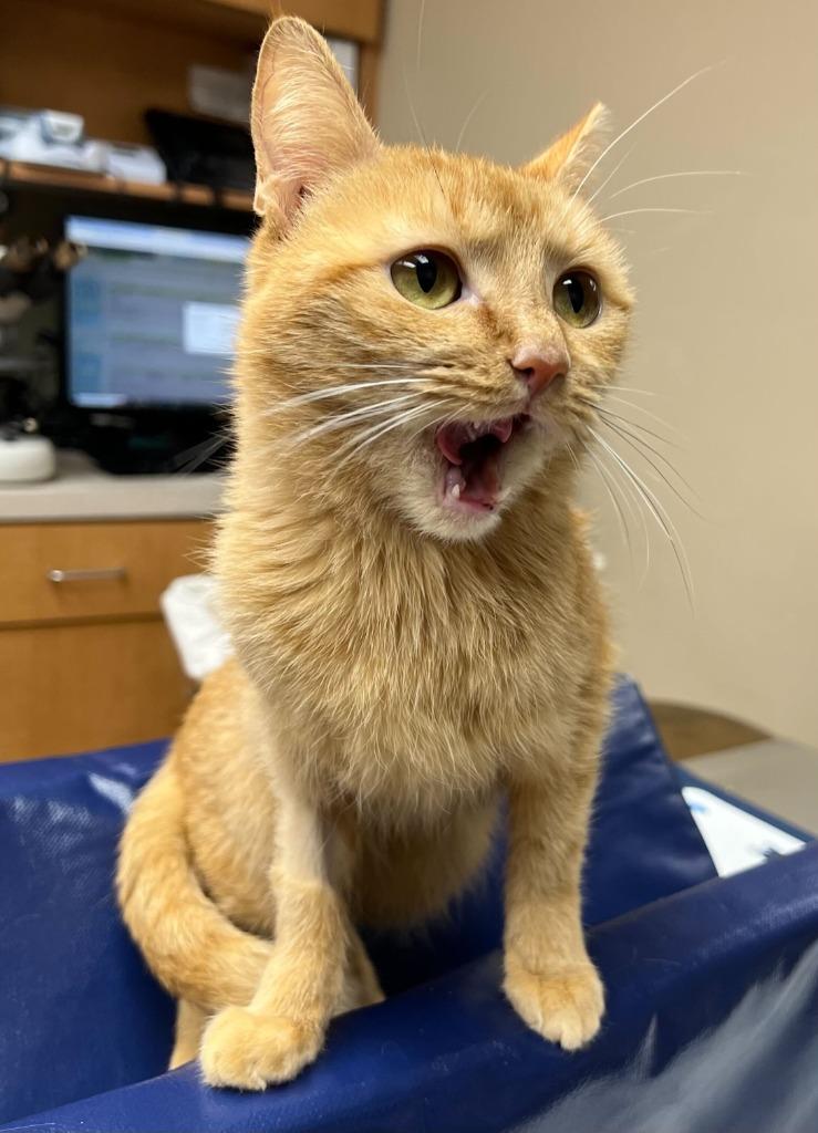 Enlarge Dahlia, a Adoptable mixed breed in Tulsa, OK image 5/6