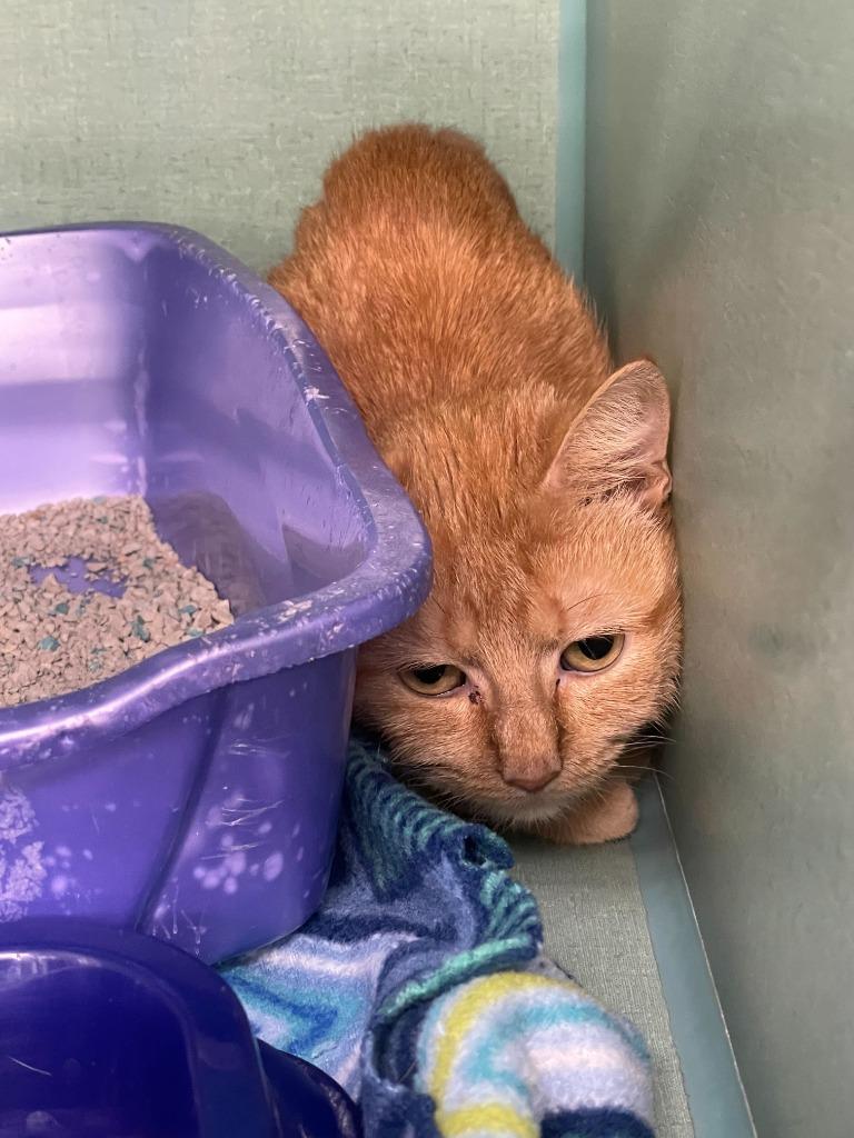 Enlarge Dahlia, a Adoptable mixed breed in Tulsa, OK image 6/6