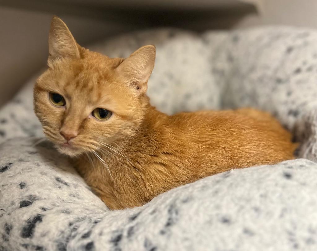 Enlarge Dahlia, a Adoptable mixed breed in Tulsa, OK image 6/6