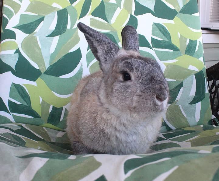 Enlarge Maxim, a Adoptable American in Hillside, NJ image 2/3