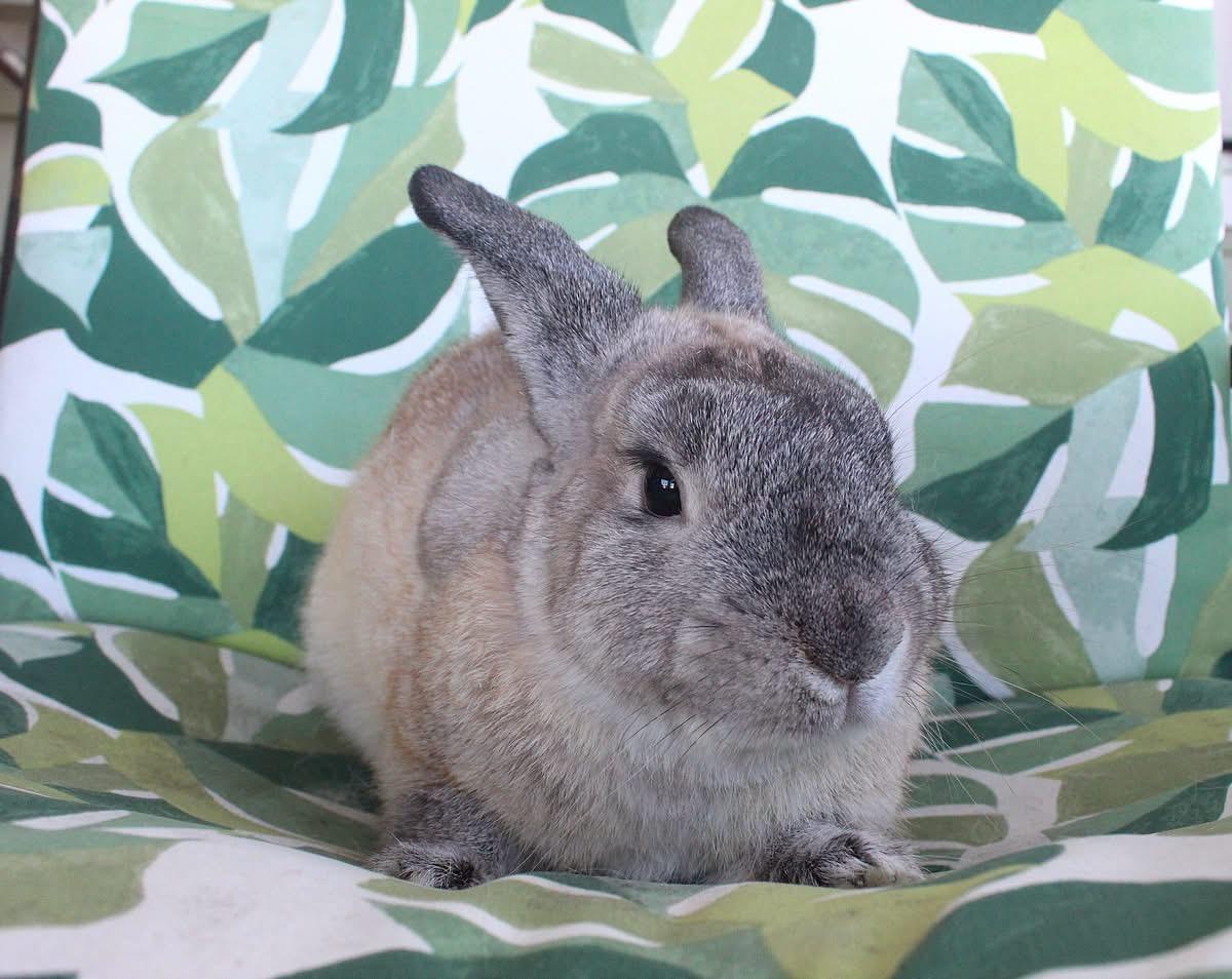Maxim, Adoptable, Adult Male American.