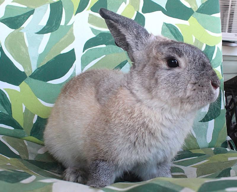 Enlarge Maxim, a Adoptable American in Hillside, NJ image 3/3