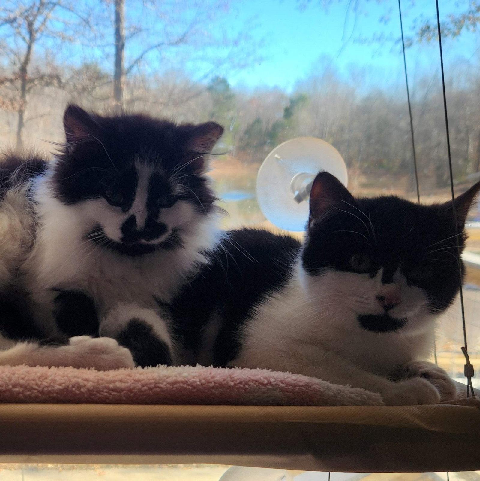 Mystique, Adoptable, Young Female American Shorthair.