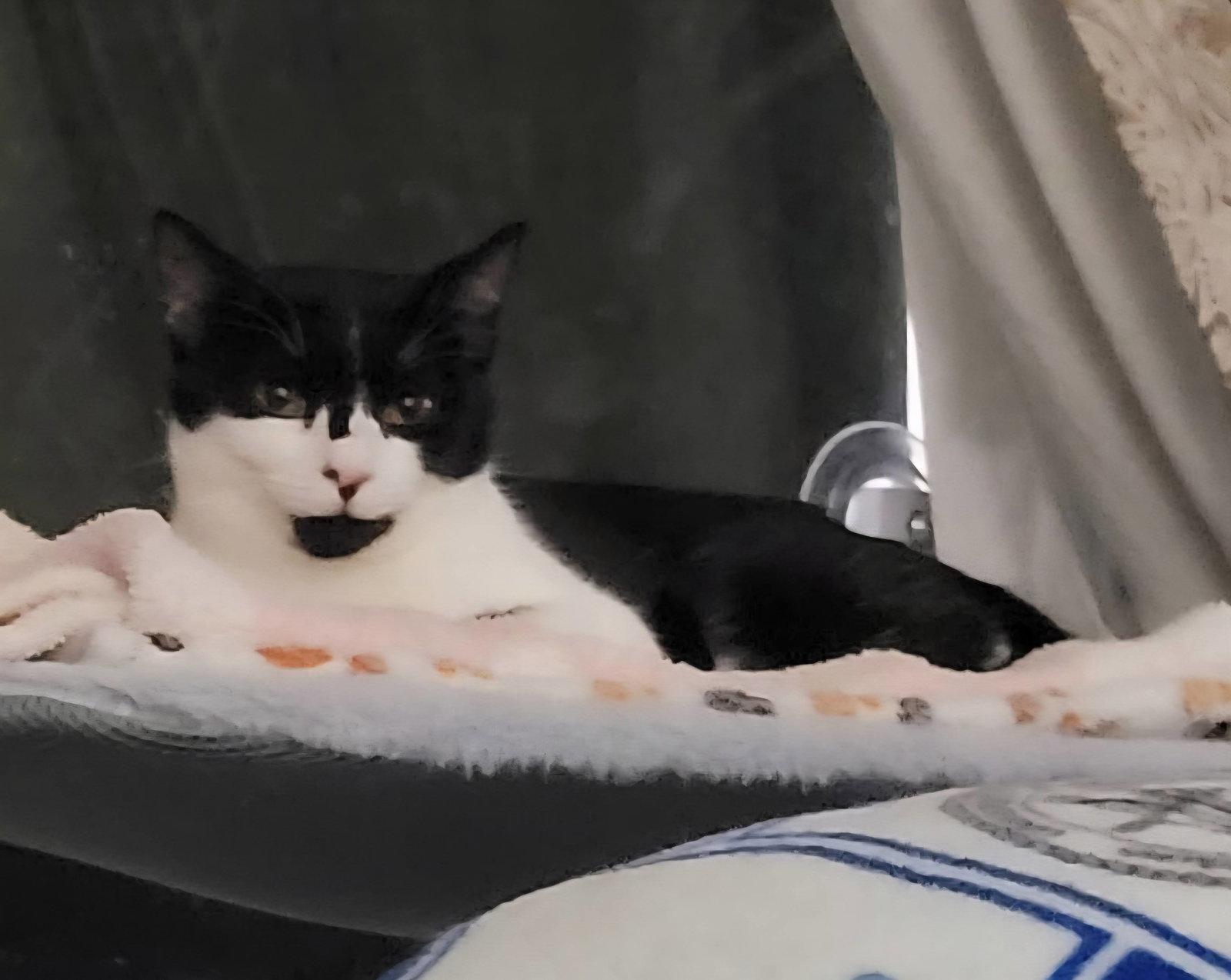 Enlarge Mystique, a Adoptable American Shorthair in Roanoke, AL image 2/3