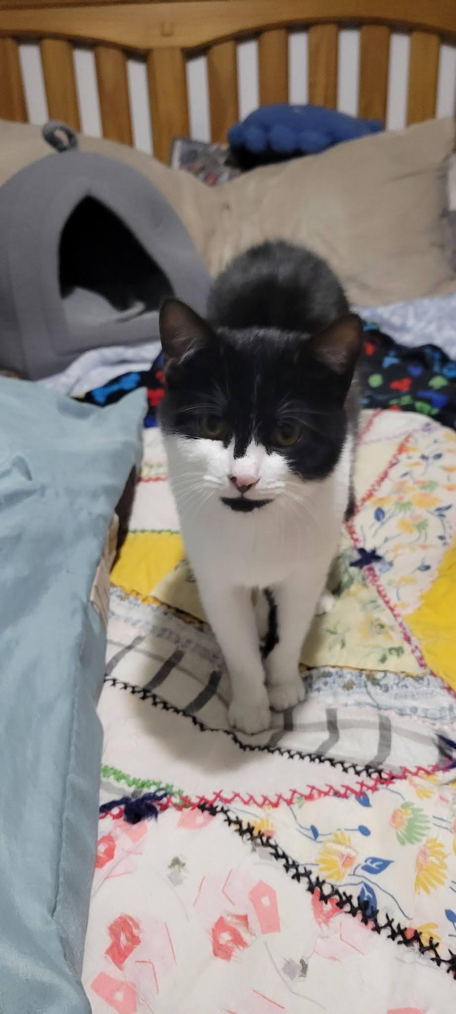 Enlarge Mystique, a Adoptable American Shorthair in Roanoke, AL image 3/3