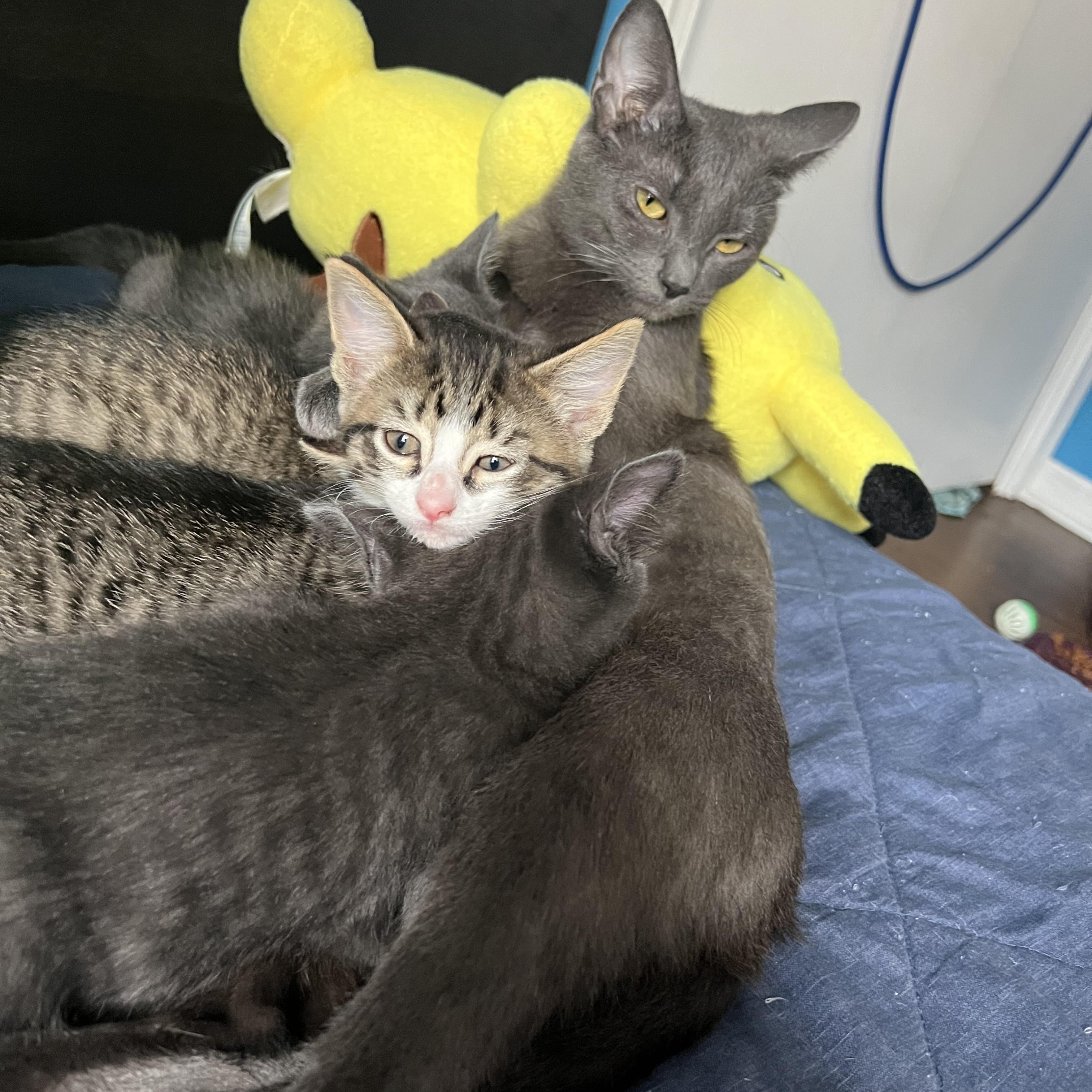 Hazel, Young Female Domestic Short Hair