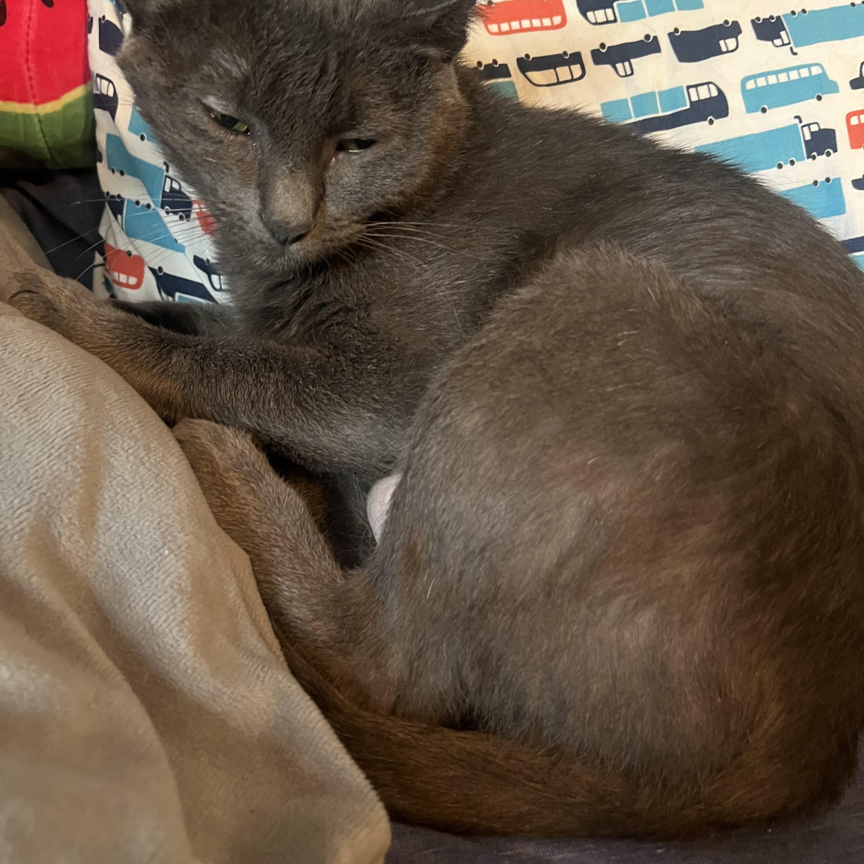 Hazel photo 2