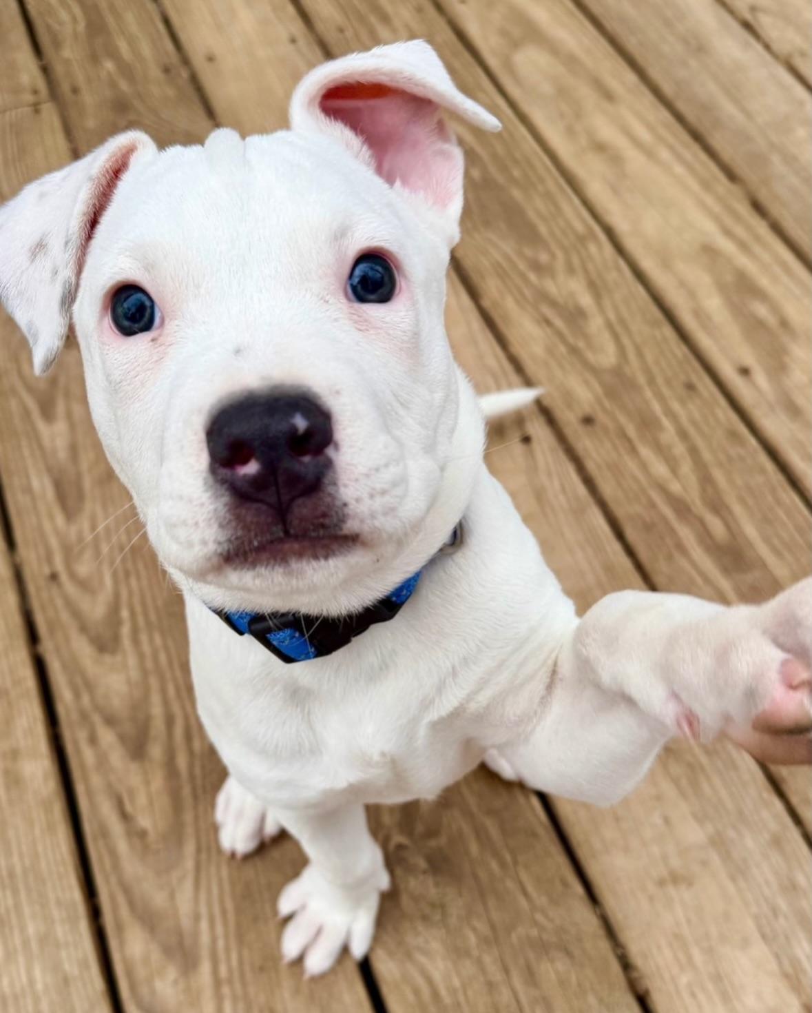 Enlarge Buster, an adopted mixed breed in Ringwood, NJ image 2/2