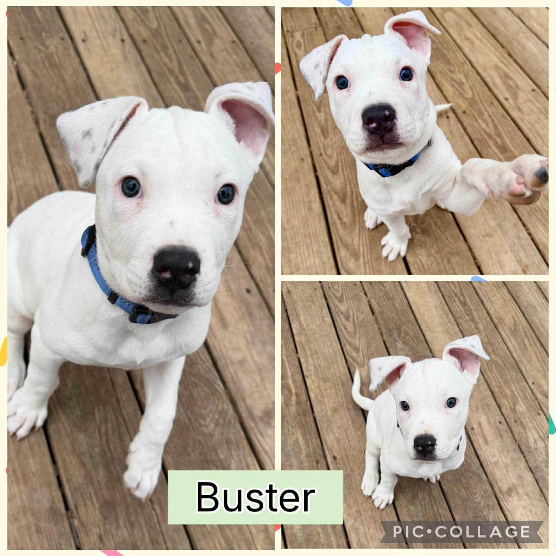 Buster, adopted, Puppy Male Pit Bull Terrier.