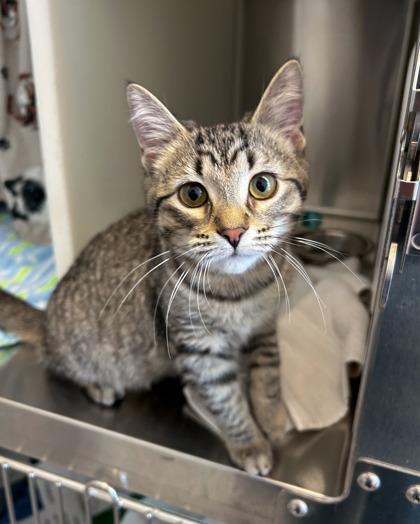 Shrimp, Adoptable, Kitten Female Domestic Short Hair & Domestic Short Hair.