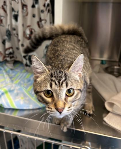 Enlarge Shrimp, a Adoptable mixed breed in Roseville, MI image 2/2