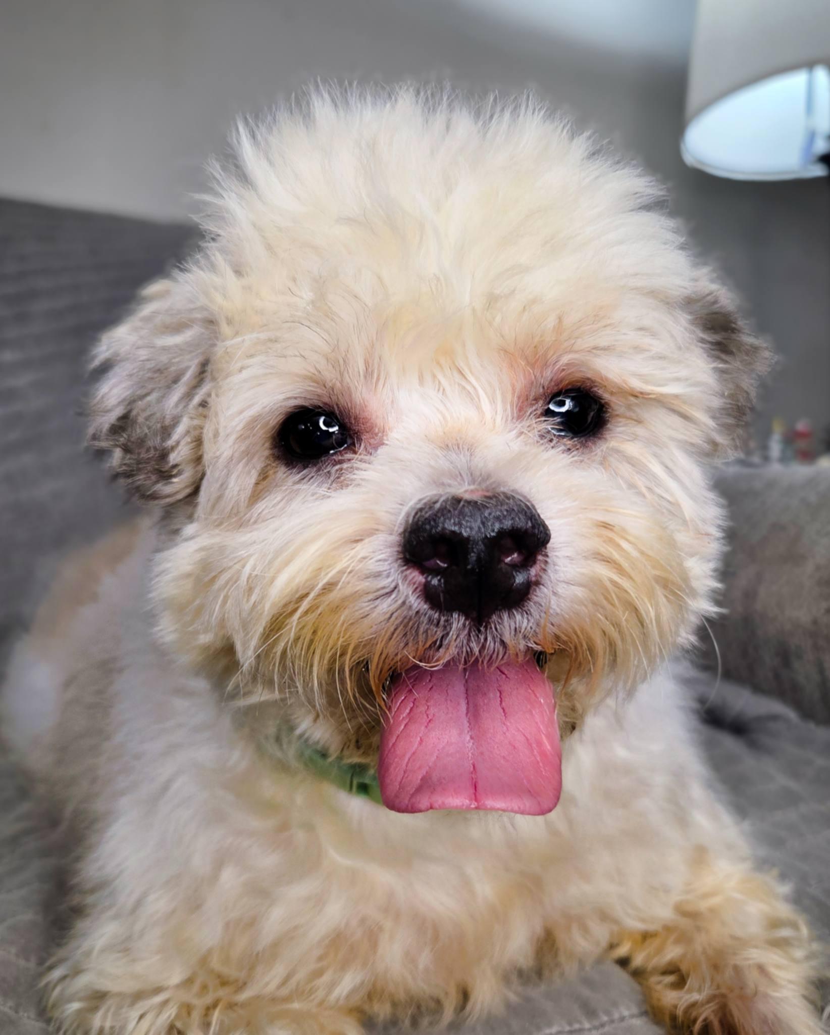 Enlarge Buddy Edward, a Adoptable Shih Tzu in Homestead, PA image 1/6