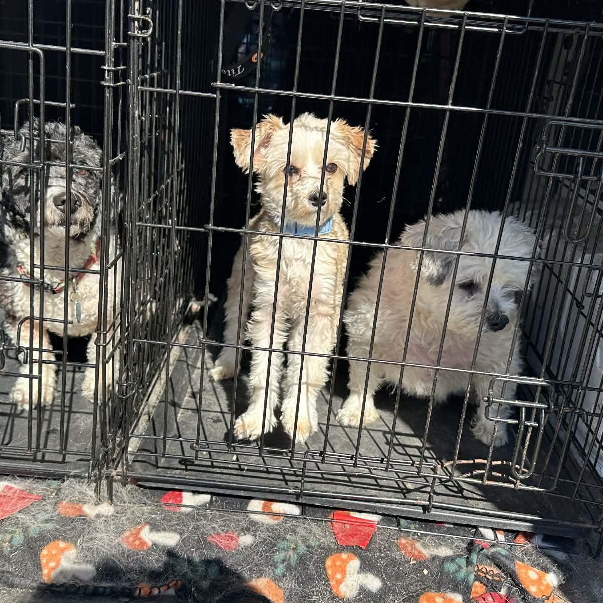 Enlarge Buddy Edward, a Adoptable Shih Tzu in Homestead, PA image 6/6