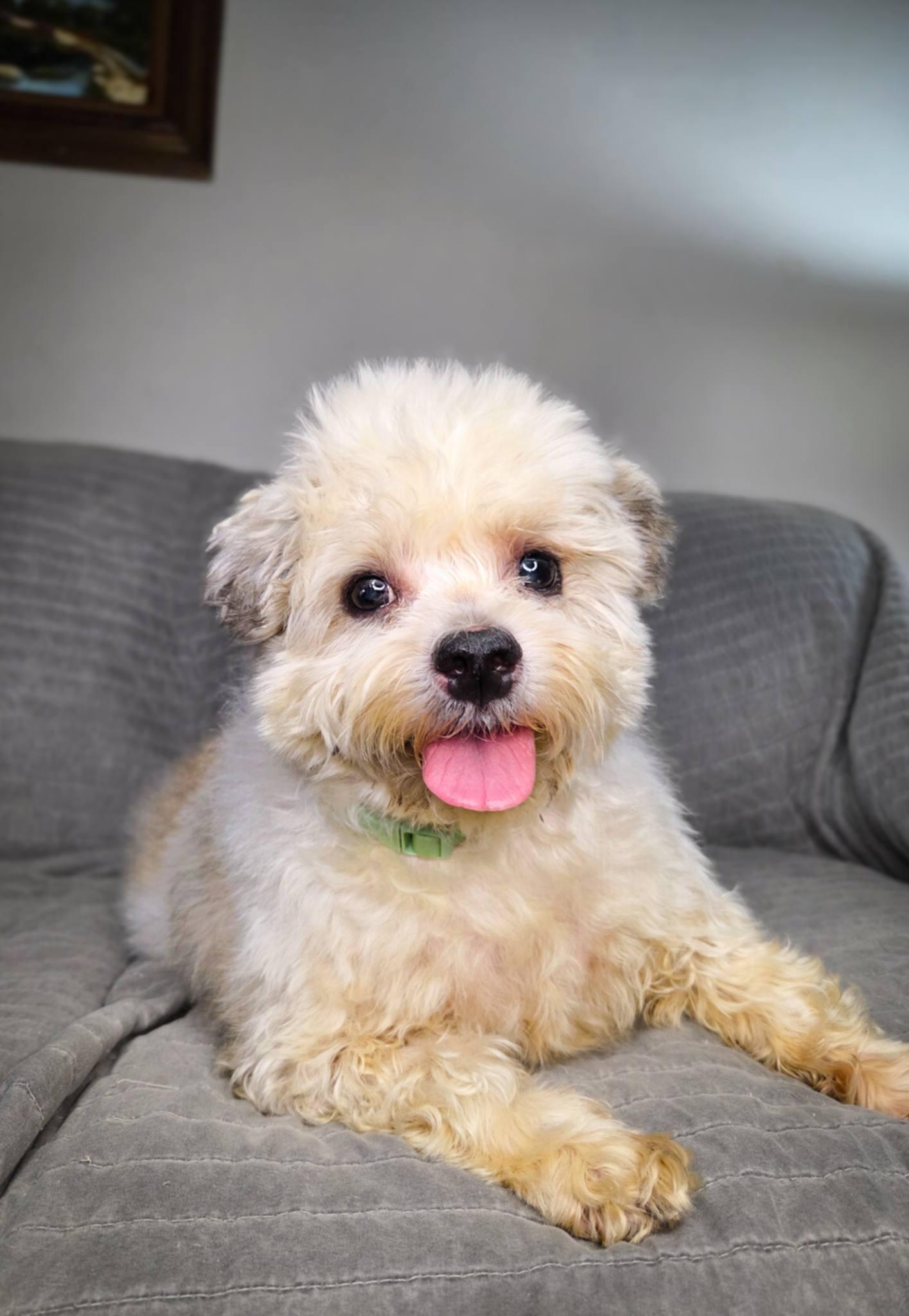 Enlarge Buddy Edward, a Adoptable Shih Tzu in Homestead, PA image 2/6