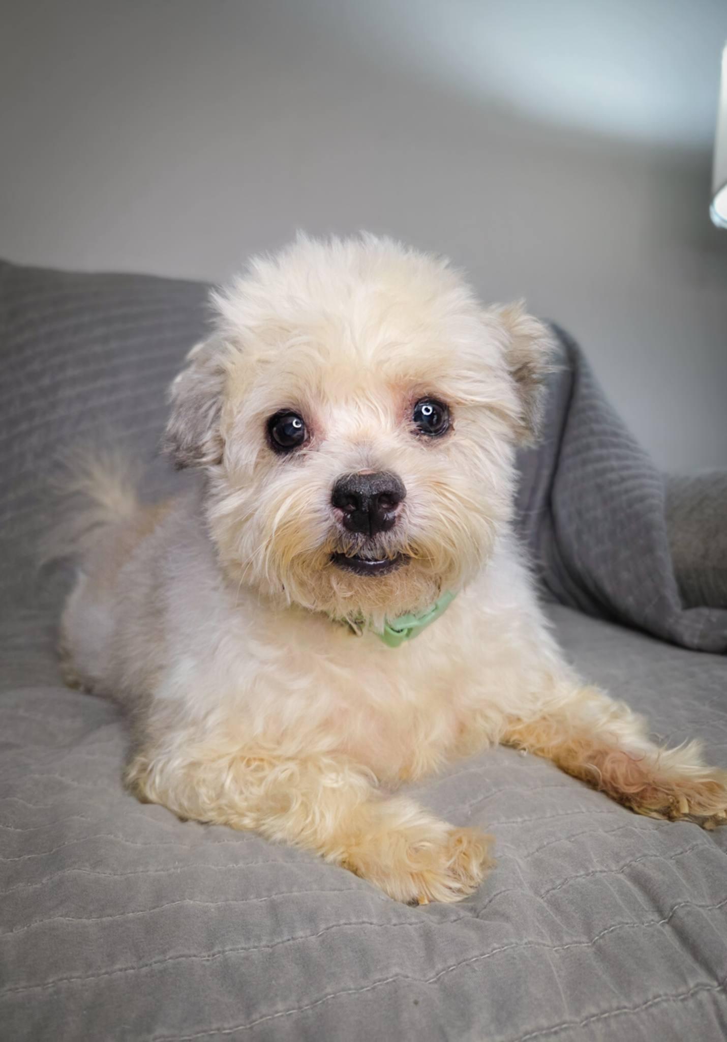 Enlarge Buddy Edward, a Adoptable Shih Tzu in Homestead, PA image 3/6