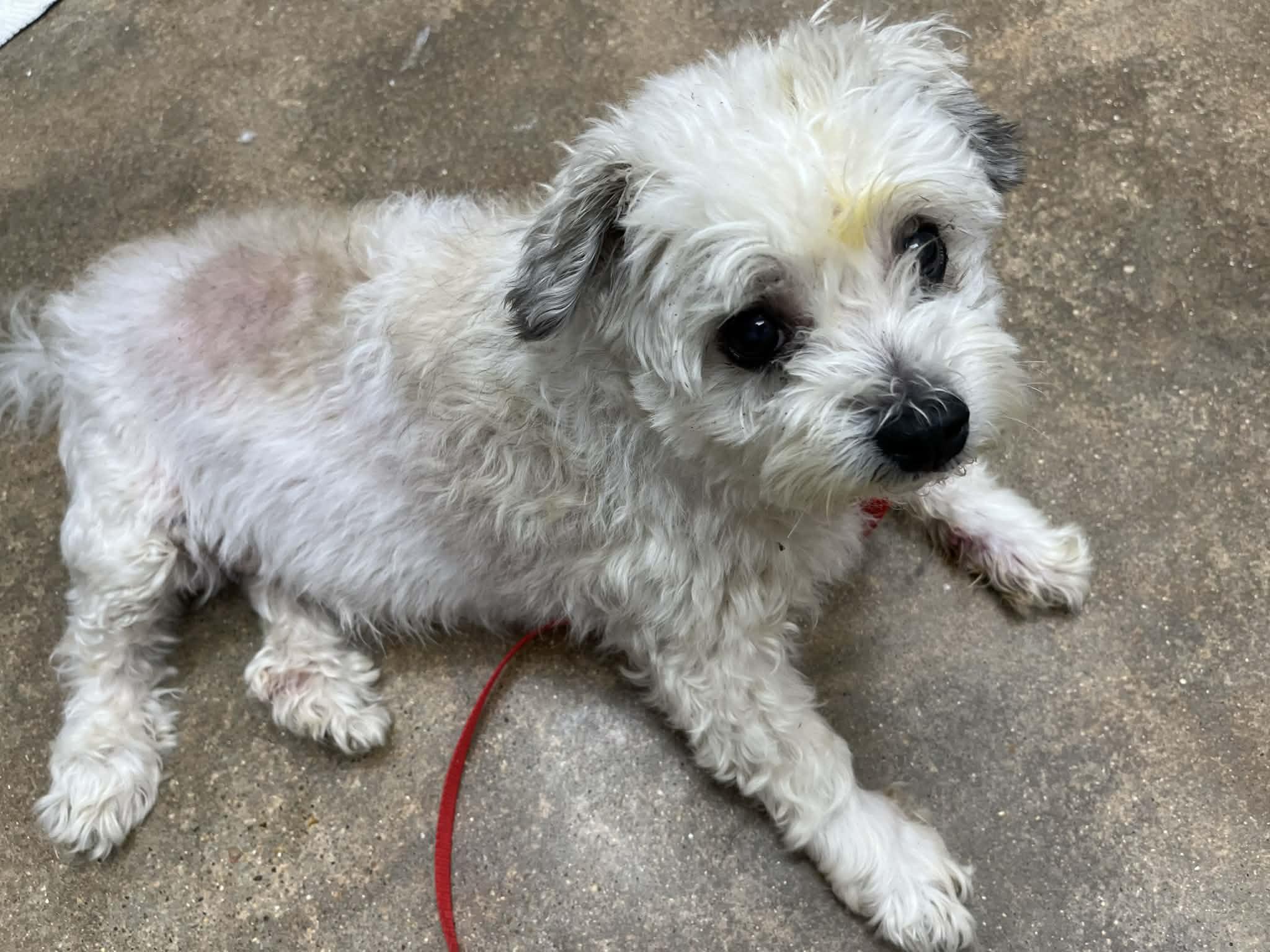 Enlarge Buddy Edward, a Adoptable Shih Tzu in Homestead, PA image 4/6