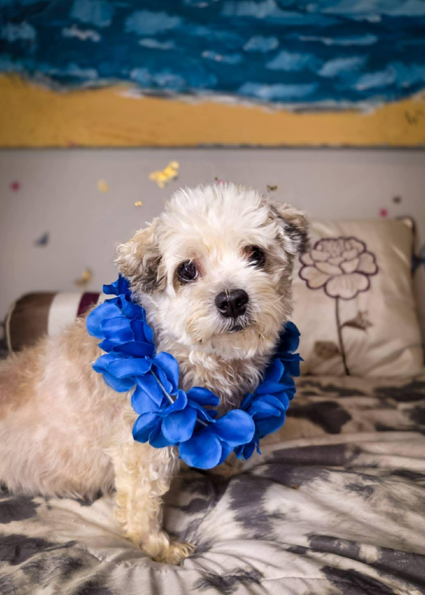 Enlarge Buddy Edward, a Adoptable Shih Tzu in Homestead, PA image 5/6