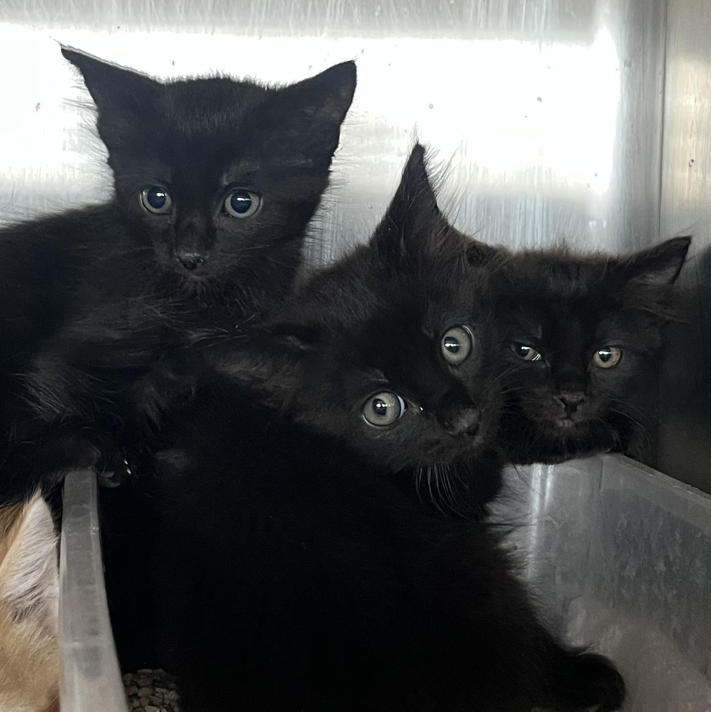 Blackstar, Adoptable, Kitten Male Domestic Short Hair.