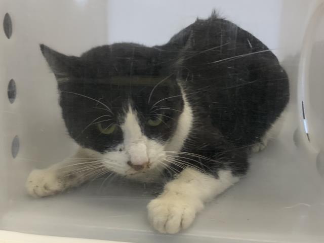 A250965, Adoptable, Adult Female Domestic Short Hair & Domestic Short Hair.