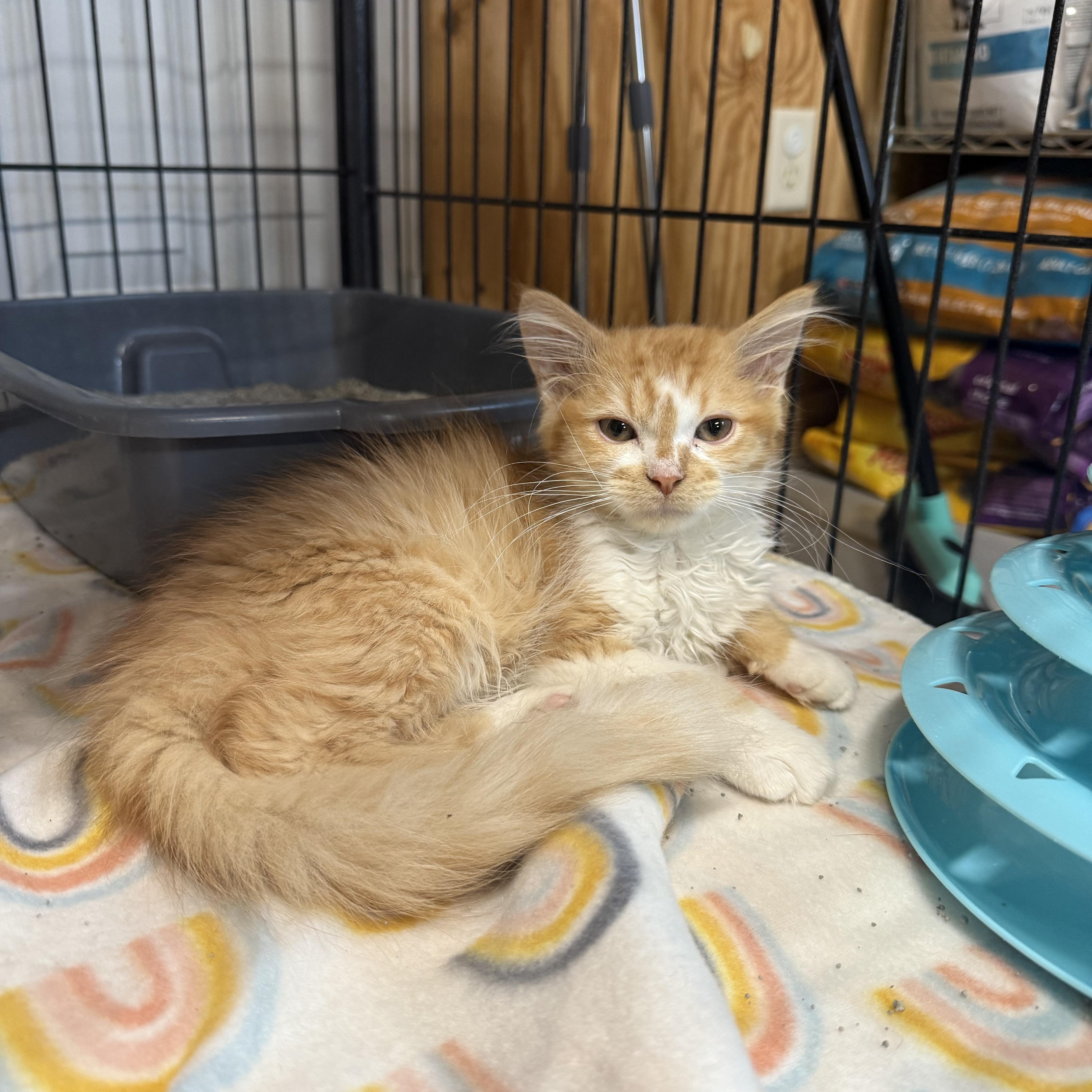 Winnie, a Adopted American Shorthair in Tuscola, IL image 1/4