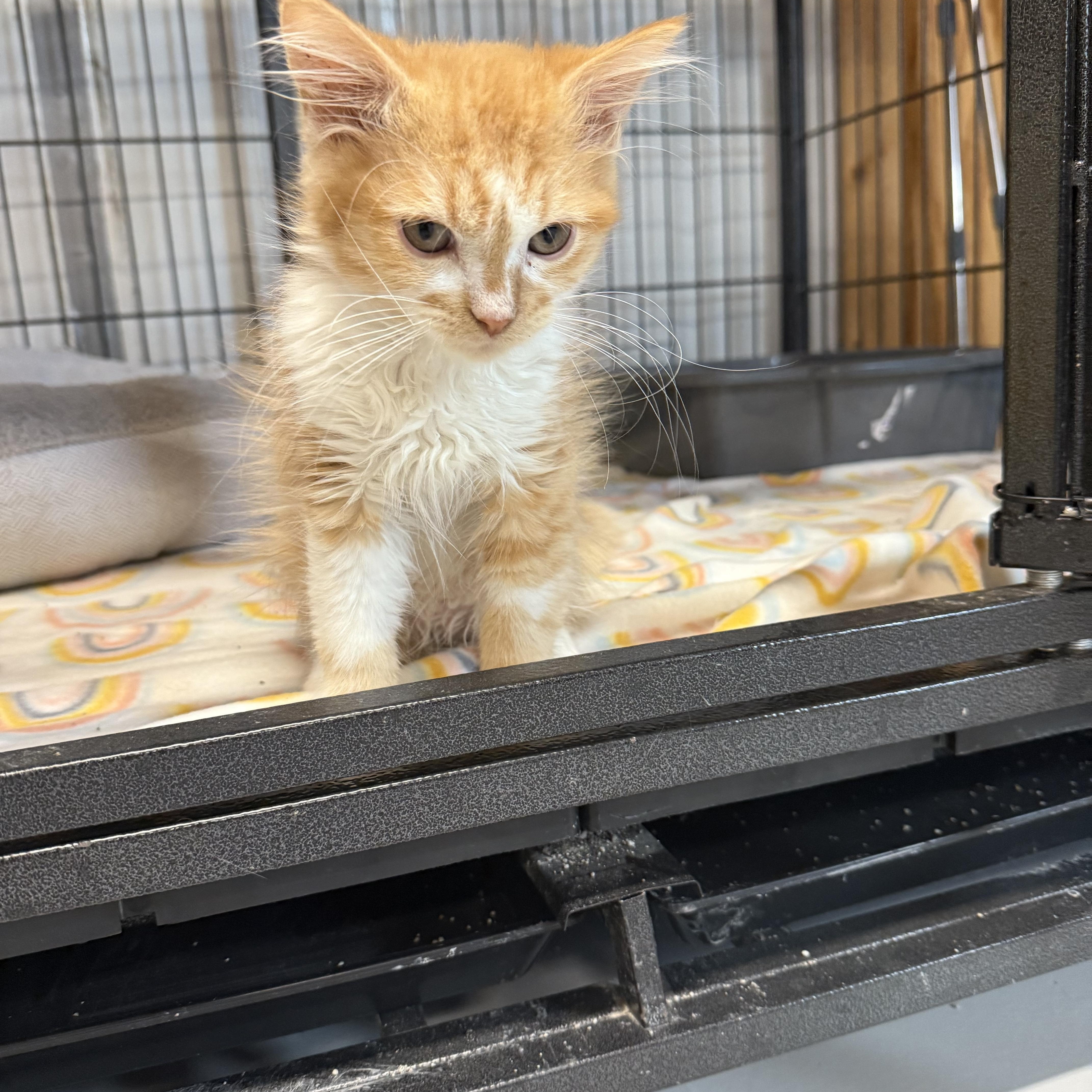 Winnie, a Adopted American Shorthair in Tuscola, IL image 2/4