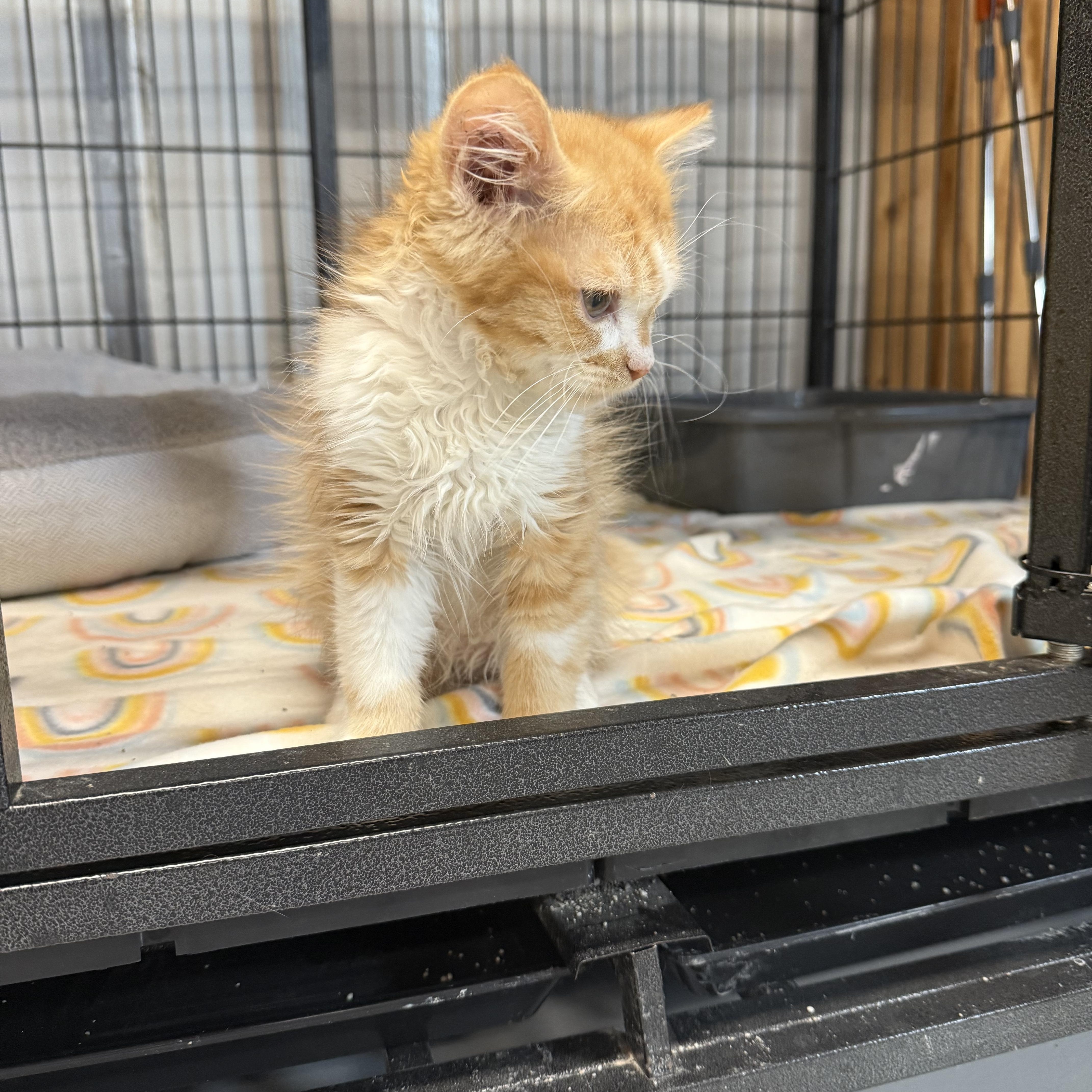 Winnie, a Adopted American Shorthair in Tuscola, IL image 3/4
