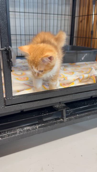 Enlarge Winnie, a Adopted American Shorthair in Tuscola, IL video 4/4