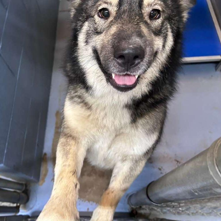 Olive, Adoptable, Adult Female Mixed Breed.