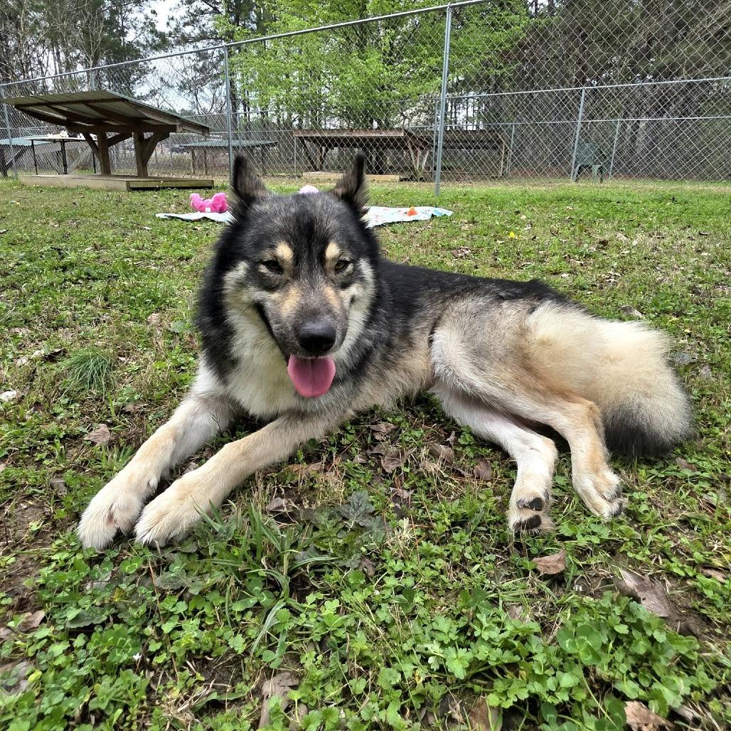 Olive, a Adoptable Mixed Breed in Gadsden, AL image 3/6