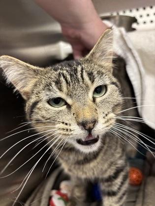 Jinkx Monsoon, Adoptable, Adult Female Domestic Short Hair.