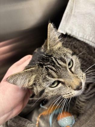 Enlarge Jinkx Monsoon, a Adoptable mixed breed in Kansas City, MO image 2/3