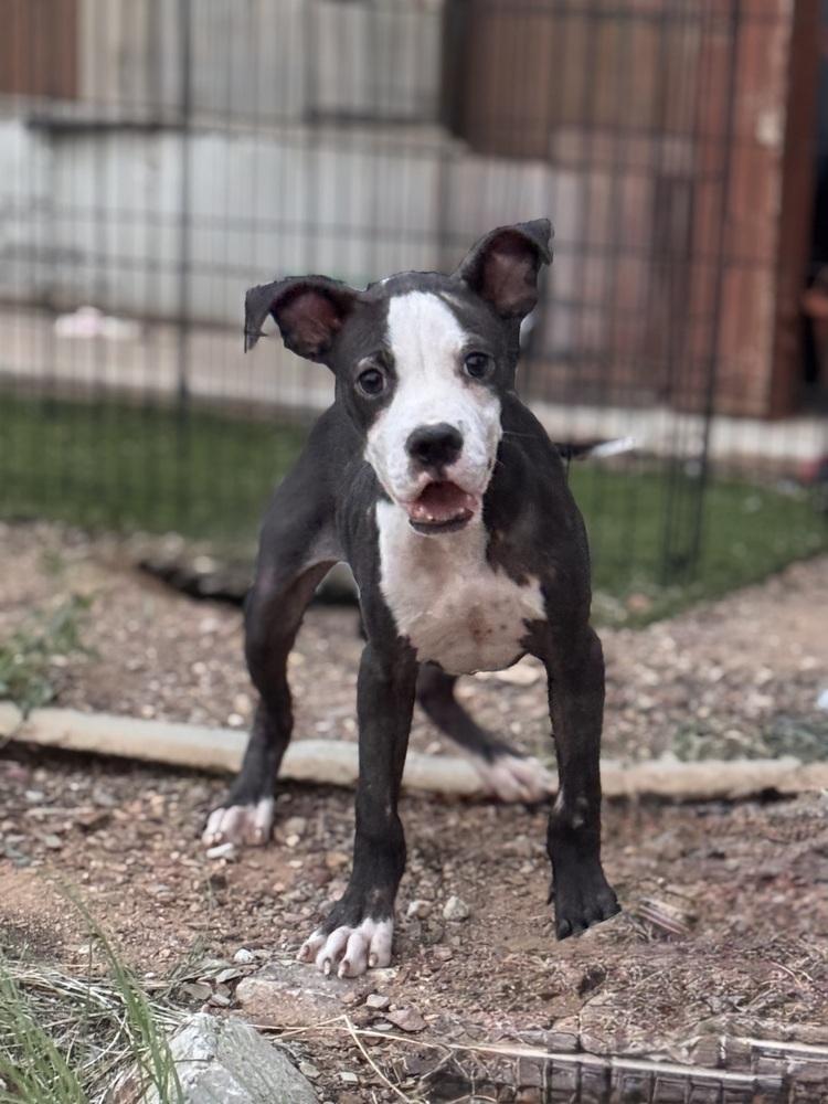 Finn, a Adoptable Boxer in TUCSON, AZ image 1/3