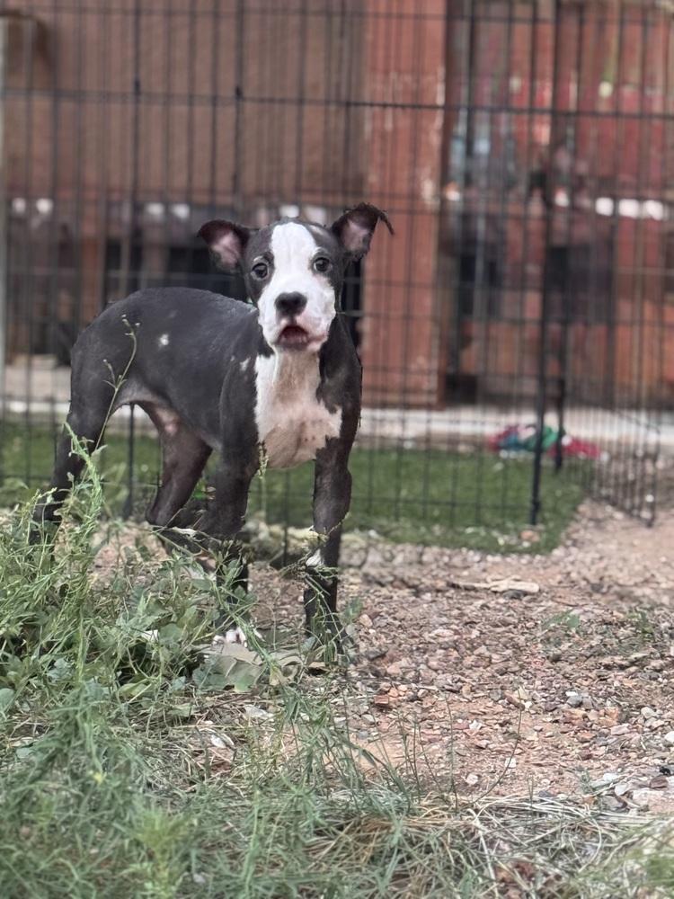 Finn, a Adoptable Boxer in TUCSON, AZ image 2/3