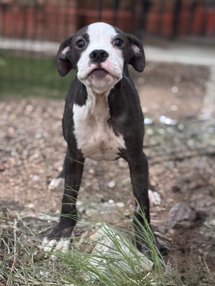 Finn, a Adoptable Boxer in TUCSON, AZ image 3/3