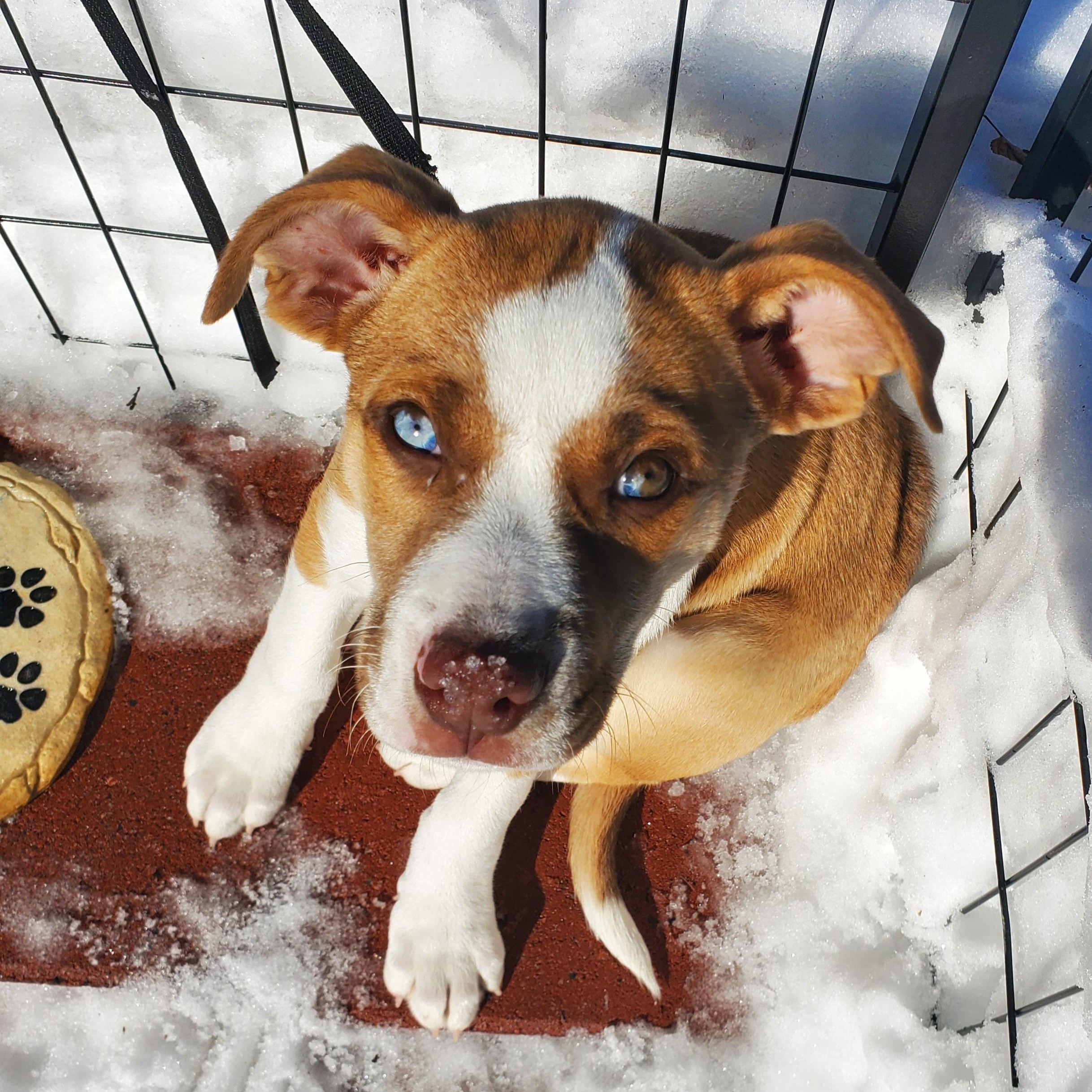 Enlarge Luna Blue eyes , an adopted mixed breed in Blairstown, NJ image 2/6