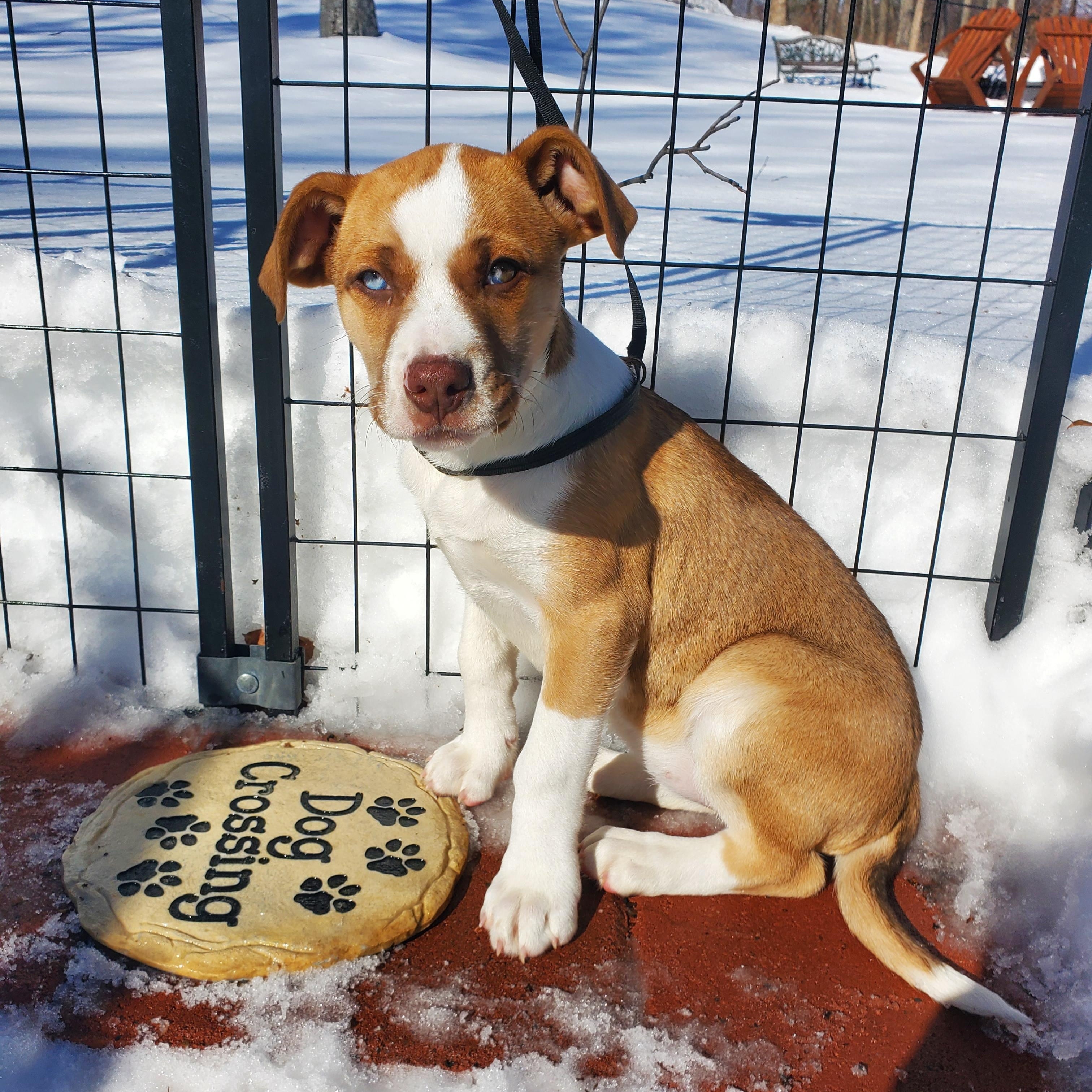 Enlarge Luna Blue eyes , an adopted mixed breed in Blairstown, NJ image 5/6