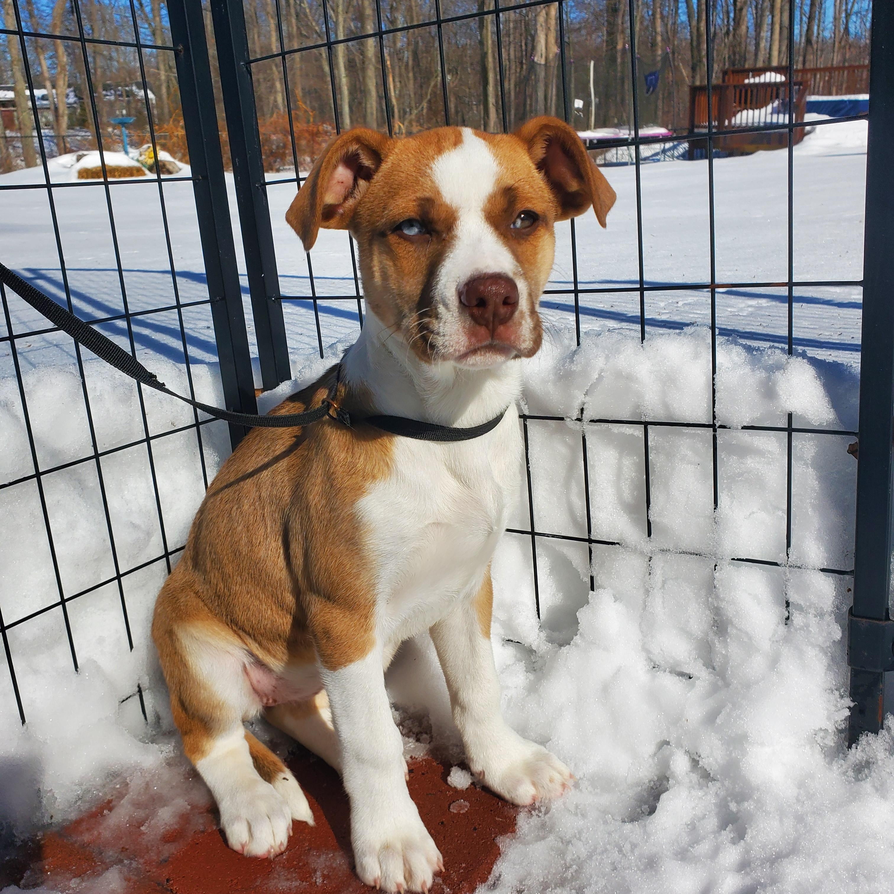 Enlarge Luna Blue eyes , an adopted mixed breed in Blairstown, NJ image 4/6