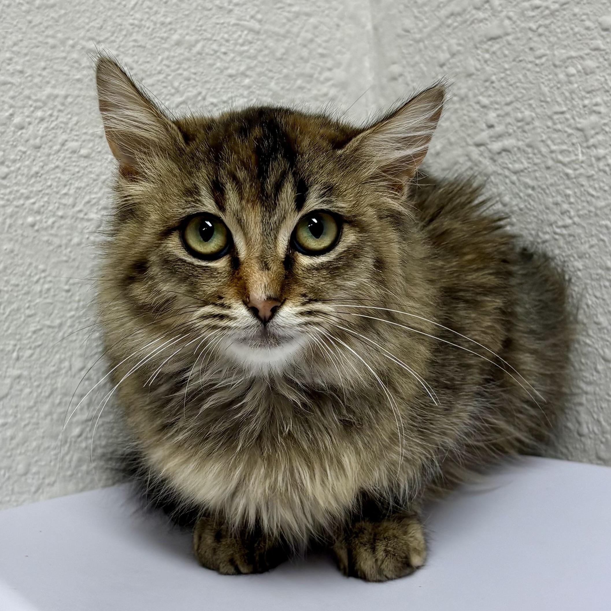 Enlarge Winnie, a Adoptable mixed breed in Charles City, IA image 1/1