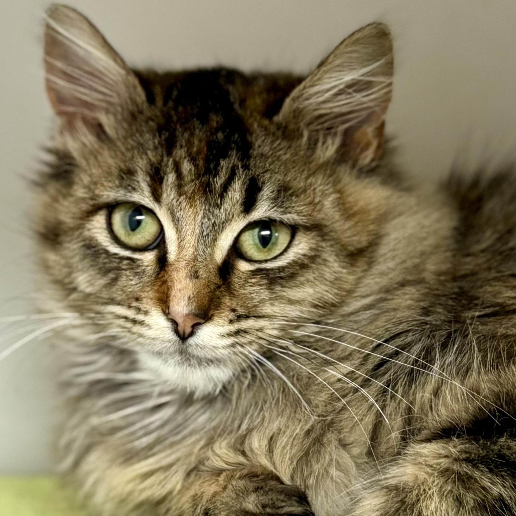 Winnie, adopted, Young Female Domestic Medium Hair.