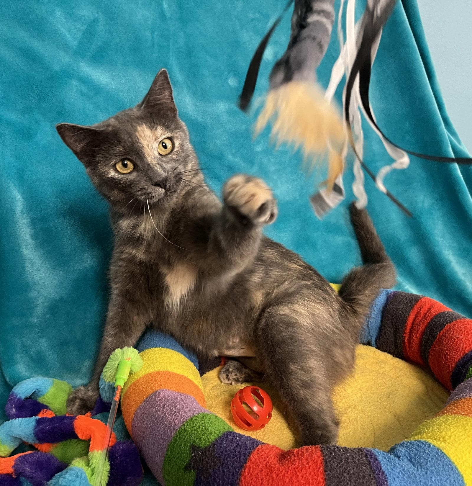 Lilac, a Adoptable Domestic Short Hair in Greenville, IL image 2/2