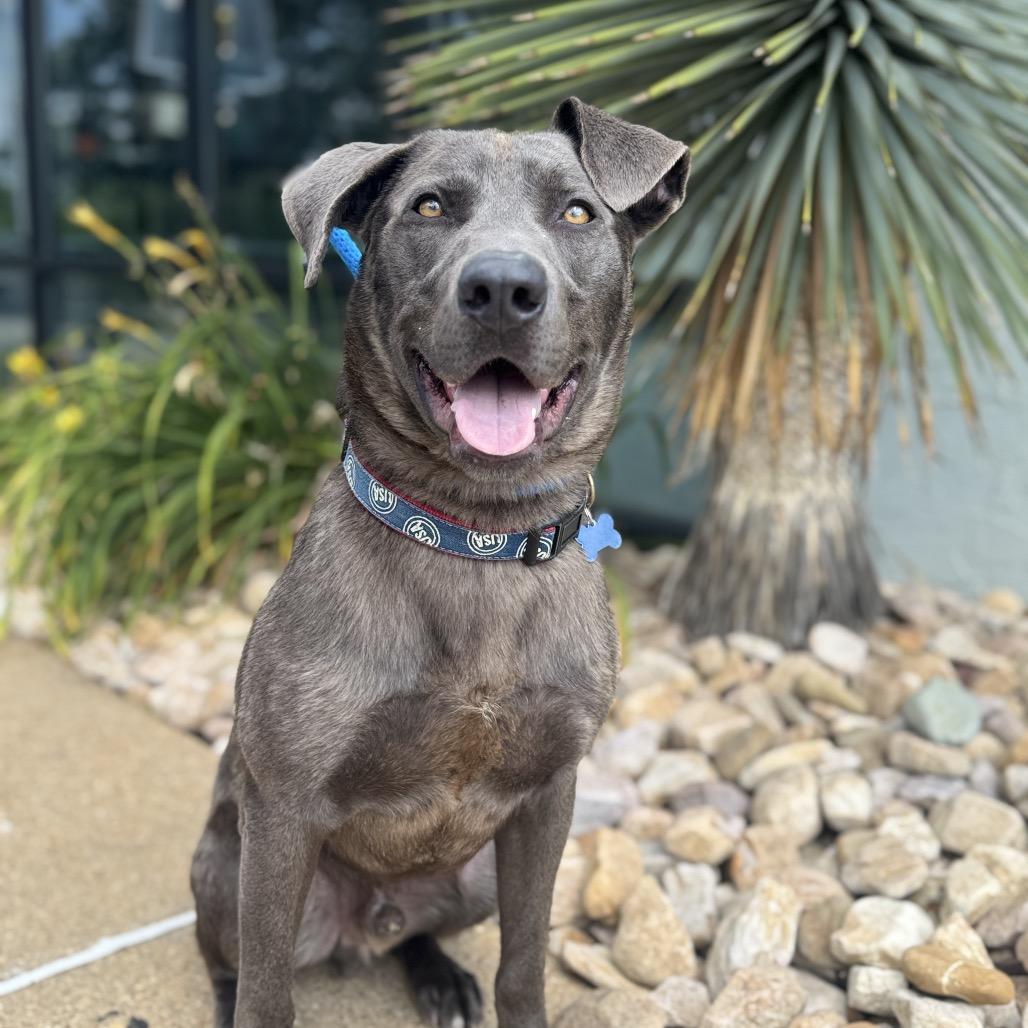 Yoshi, Adoptable, Adult Male Labrador Retriever & Mixed Breed.