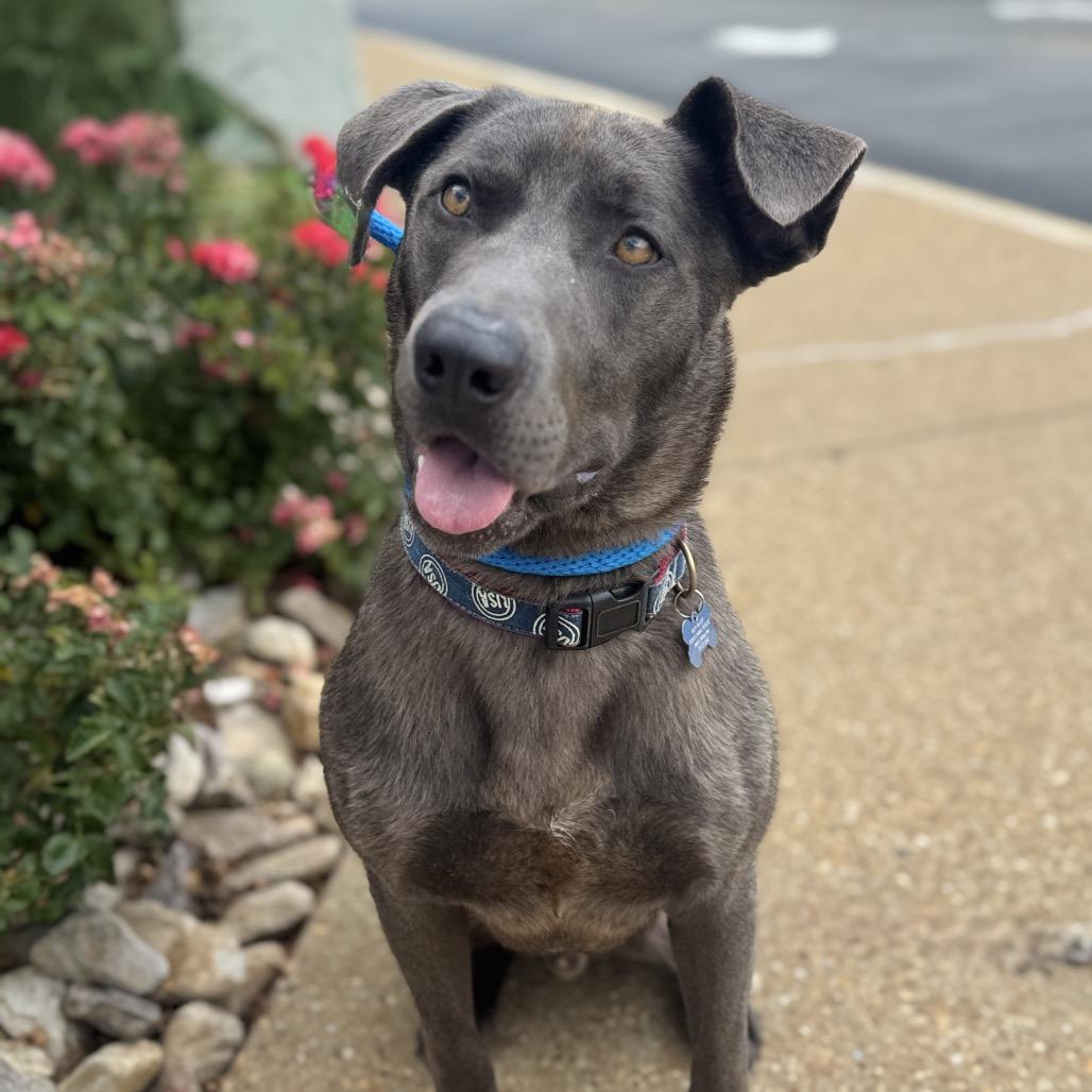 Enlarge Yoshi, a Adoptable mixed breed in Chesapeake, VA image 2/6