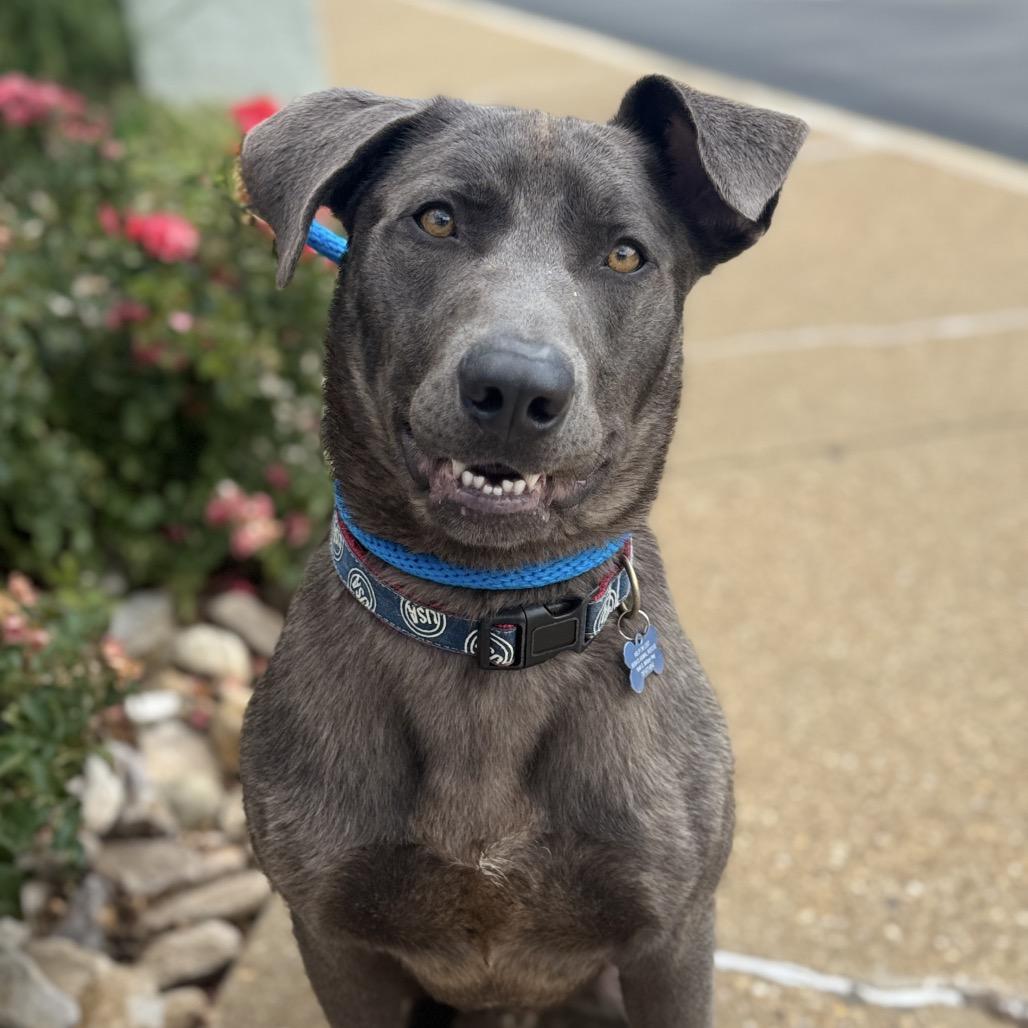 Enlarge Yoshi, a Adoptable mixed breed in Chesapeake, VA image 3/6