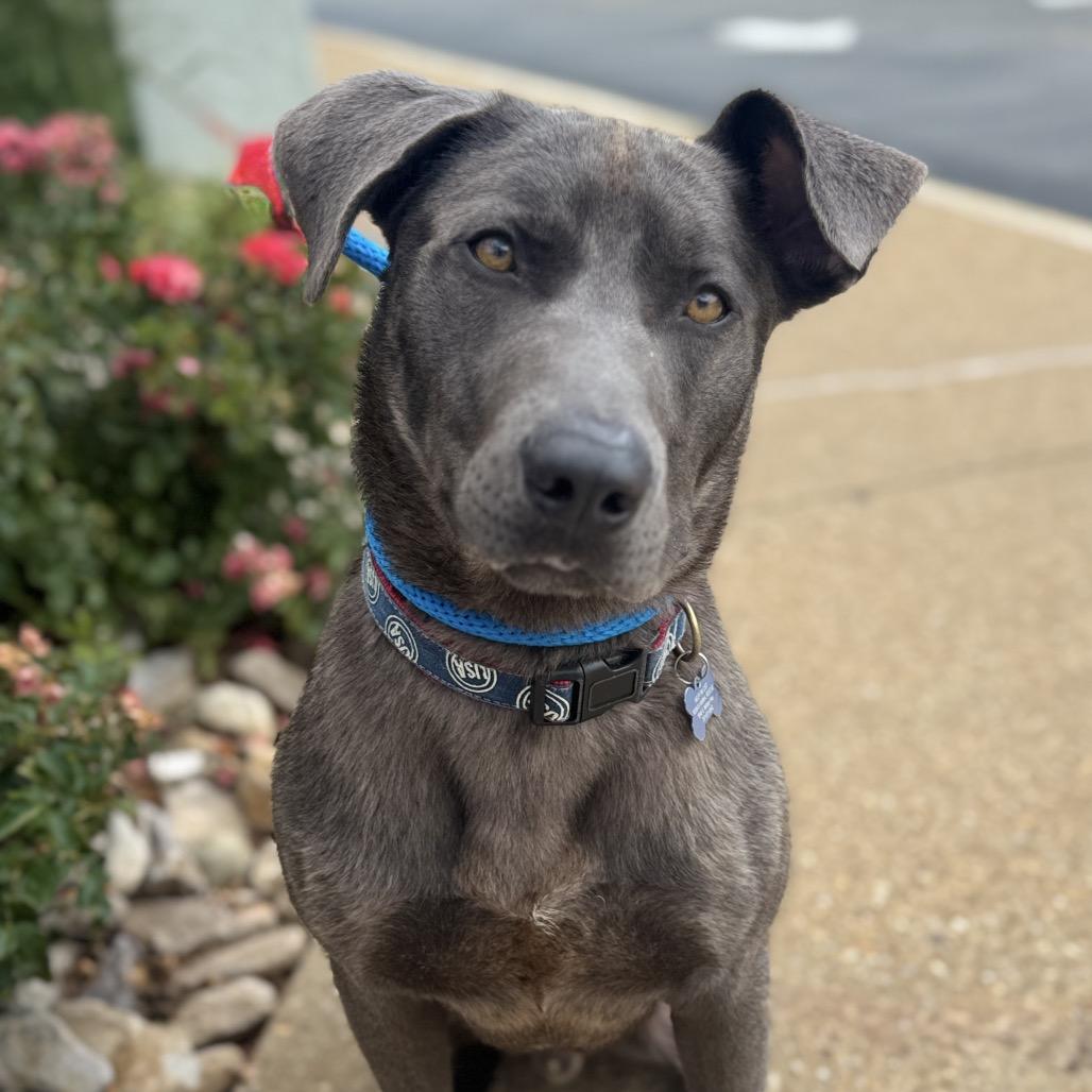 Enlarge Yoshi, a Adoptable mixed breed in Chesapeake, VA image 4/6