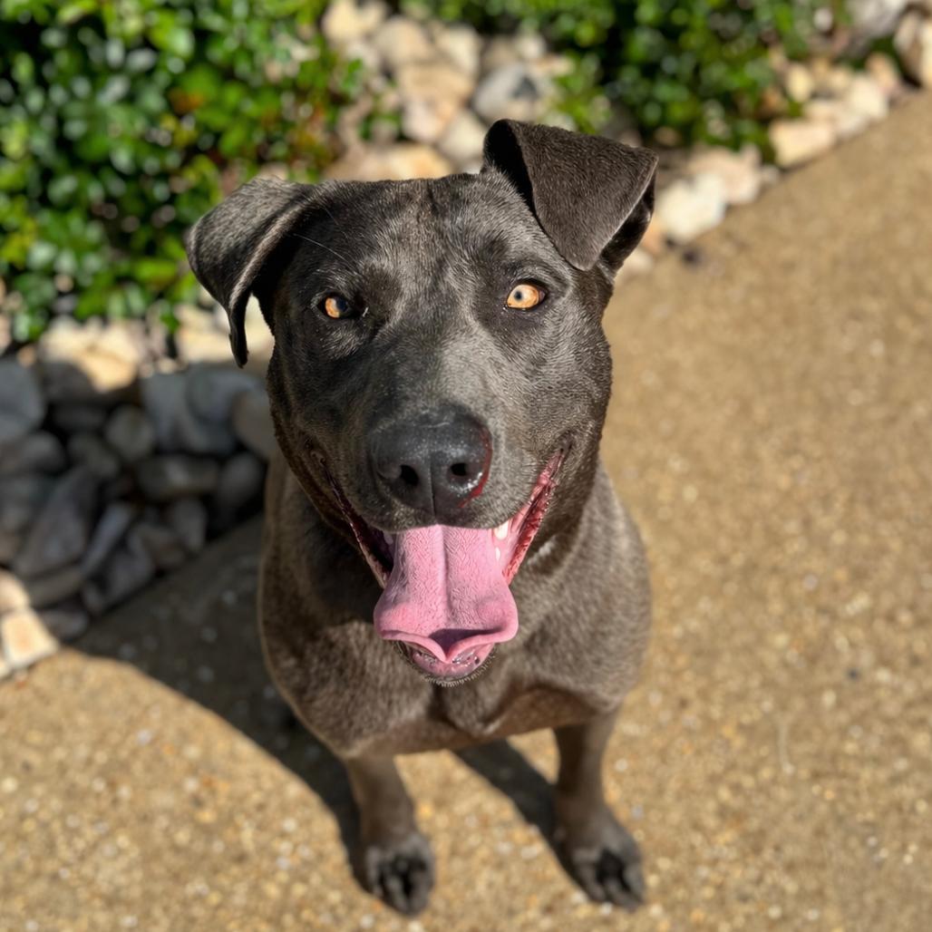 Enlarge Yoshi, a Adoptable mixed breed in Chesapeake, VA image 1/1